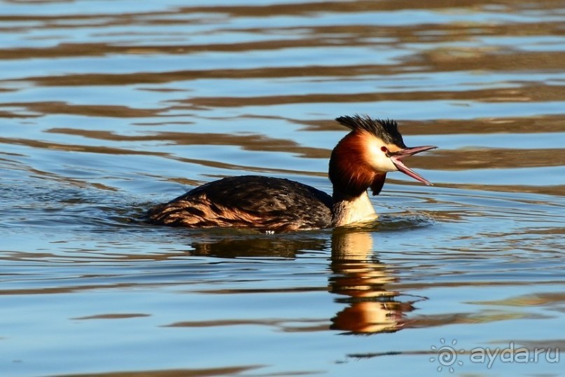 Птицы Исландии и Финляндии