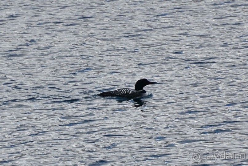 Птицы Исландии и Финляндии