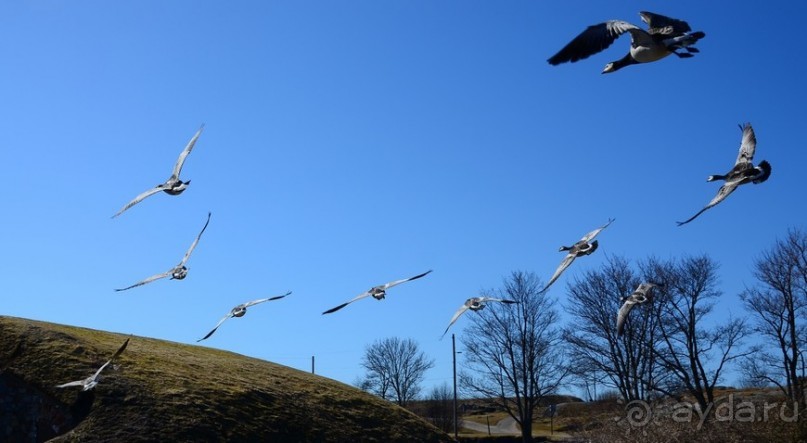 Птицы Исландии и Финляндии