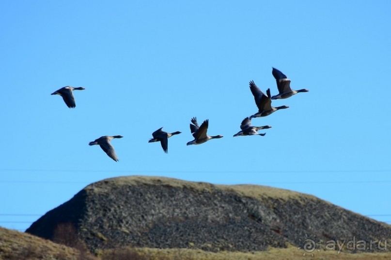 Птицы Исландии и Финляндии