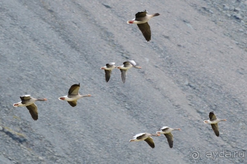Птицы Исландии и Финляндии