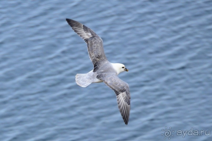 Птицы Исландии и Финляндии