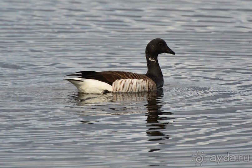 Птицы Исландии и Финляндии