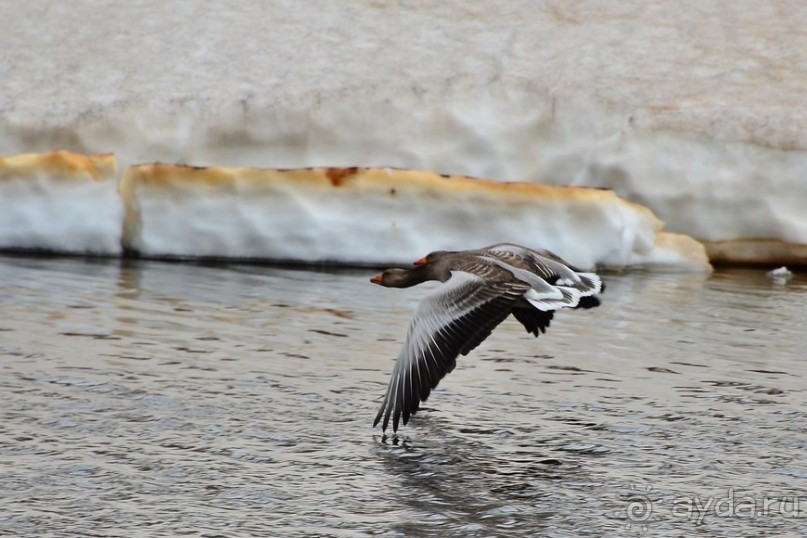 Птицы Исландии и Финляндии