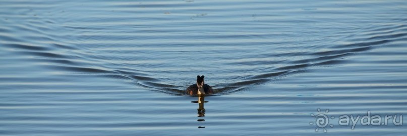 Птицы Исландии и Финляндии