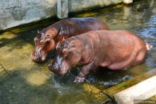 Из Мьянмы с любовью... Часть 1