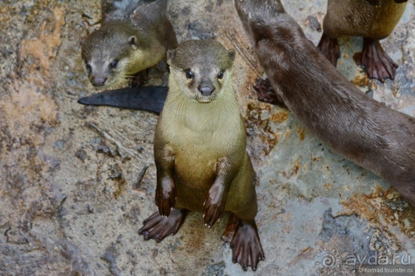 Из Мьянмы с любовью... Часть 1