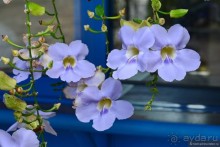 Цейлон на троих. Часть 1