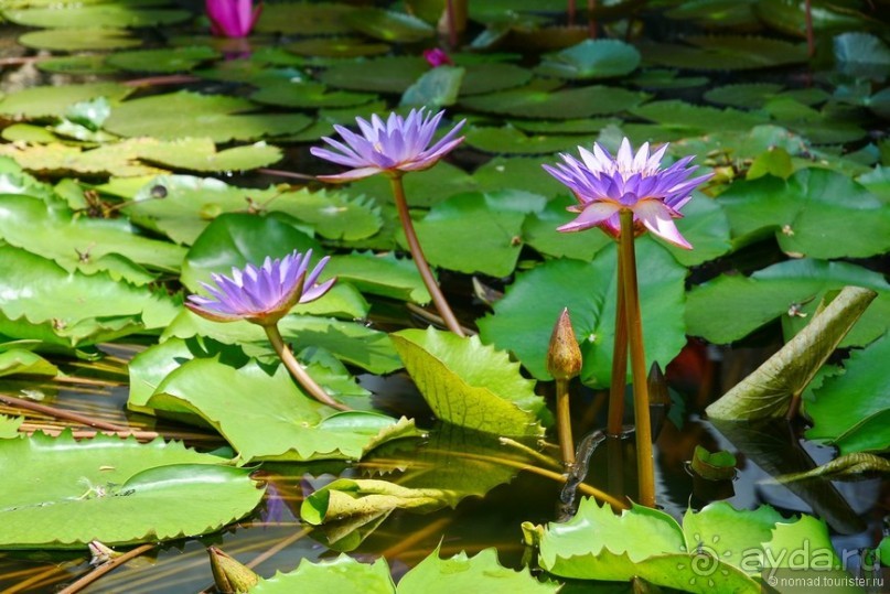 Цейлон на троих. Часть 1