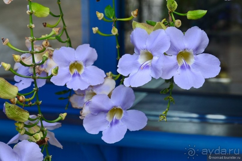 Цейлон на троих. Часть 1