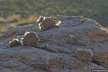 Экстаз № 2. Каспий-Мечети-Жигылган