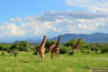 Акуна матата — дубль два. Кения в сезон дождей. Часть 4