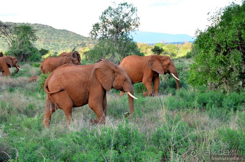 Акуна матата — дубль два. Кения в сезон дождей. Часть 4