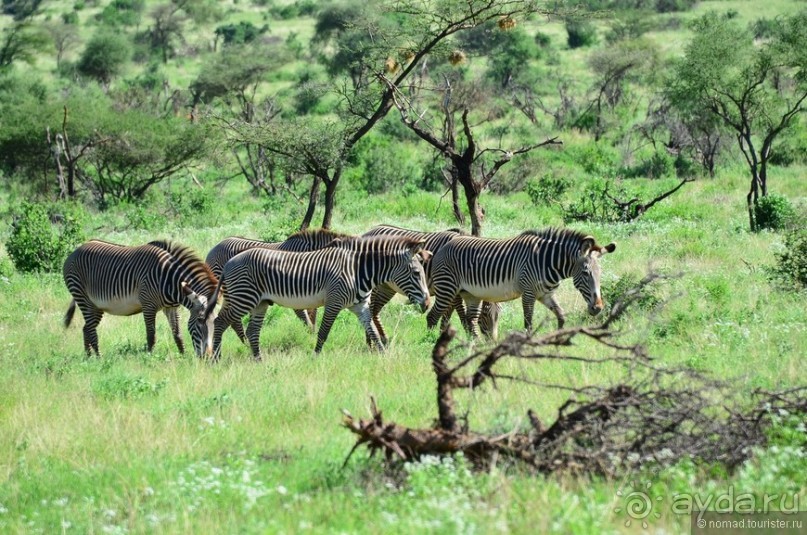 Акуна матата — дубль два. Кения в сезон дождей. Часть 4