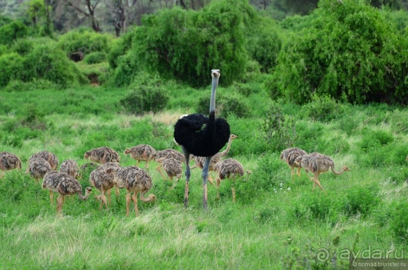 Акуна матата — дубль два. Кения в сезон дождей. Часть 4