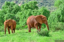 Акуна матата — дубль два. Кения в сезон дождей. Часть 4