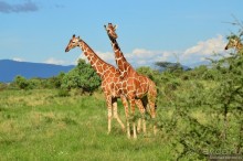 Акуна матата — дубль два. Кения в сезон дождей. Часть 4