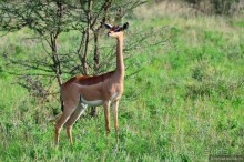 Акуна матата — дубль два. Кения в сезон дождей. Часть 4