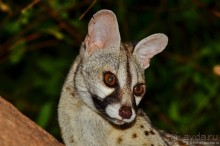 Акуна матата — дубль два. Кения в сезон дождей. Часть 4