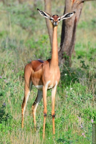 Акуна матата — дубль два. Кения в сезон дождей. Часть 4