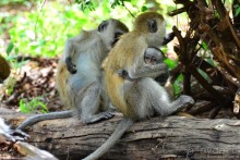 Акуна матата — дубль два. Кения в сезон дождей. Часть 4