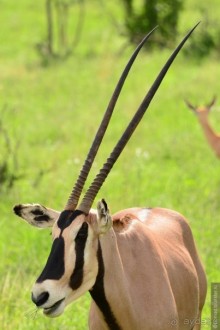 Акуна матата — дубль два. Кения в сезон дождей. Часть 4