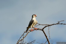 Акуна матата — дубль два. Кения в сезон дождей. Часть 4