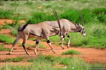 Акуна матата — дубль два. Кения в сезон дождей. Часть 4