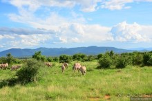 Акуна матата — дубль два. Кения в сезон дождей. Часть 4