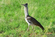 Акуна матата — дубль два. Кения в сезон дождей. Часть 4