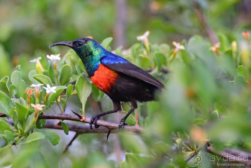 Акуна матата — дубль два. Кения в сезон дождей. Часть 4