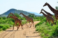 Акуна матата — дубль два. Кения в сезон дождей. Часть 4