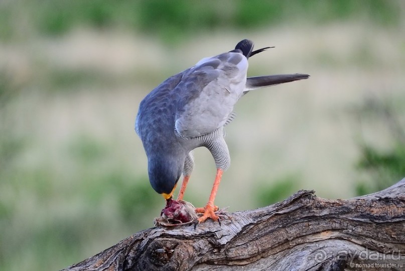 Акуна матата — дубль два. Кения в сезон дождей. Часть 4