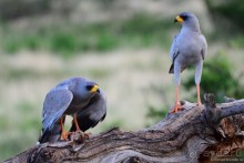 Акуна матата — дубль два. Кения в сезон дождей. Часть 4