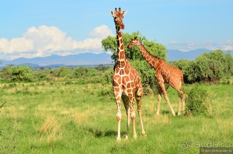 Акуна матата — дубль два. Кения в сезон дождей. Часть 4