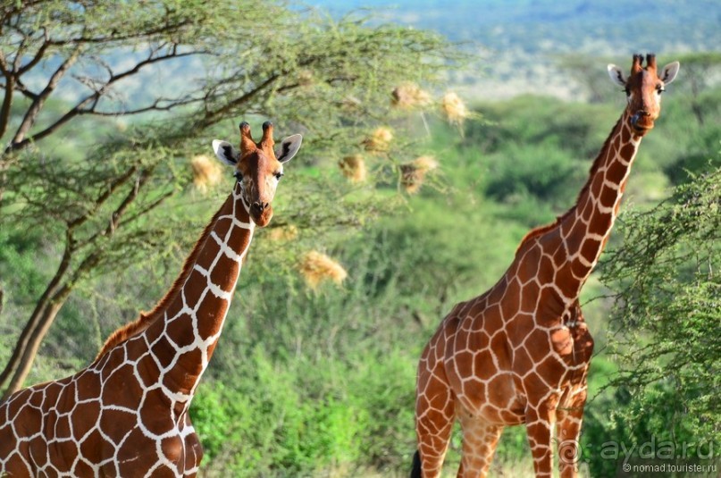 Акуна матата — дубль два. Кения в сезон дождей. Часть 4