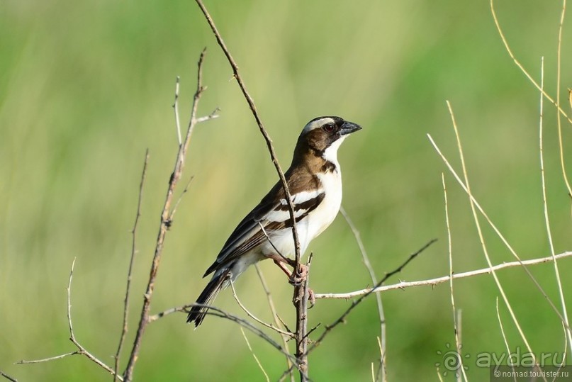 Акуна матата — дубль два. Кения в сезон дождей. Часть 4
