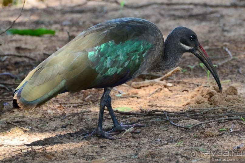 Акуна матата — дубль два. Кения в сезон дождей. Часть 4