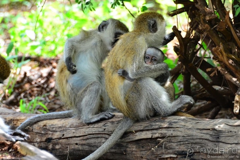 Акуна матата — дубль два. Кения в сезон дождей. Часть 4