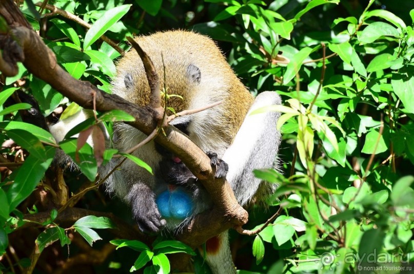 Акуна матата — дубль два. Кения в сезон дождей. Часть 4