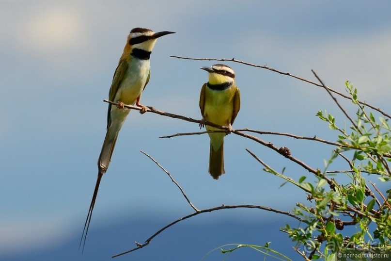 Акуна матата — дубль два. Кения в сезон дождей. Часть 4
