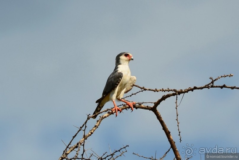 Акуна матата — дубль два. Кения в сезон дождей. Часть 4