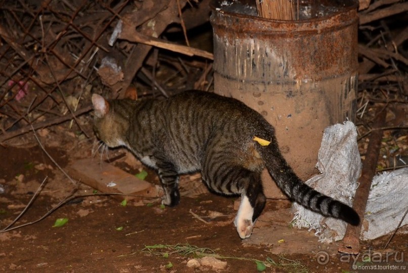 Акуна матата — дубль два. Кения в сезон дождей. Часть 4