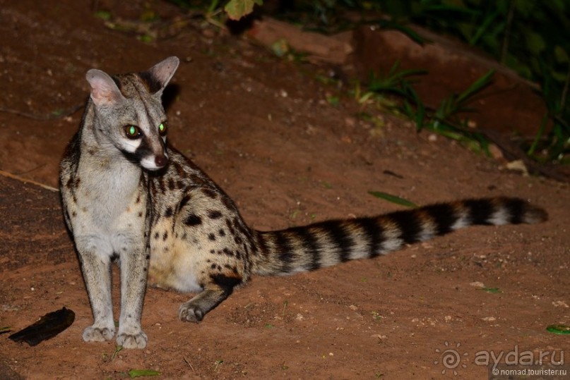 Акуна матата — дубль два. Кения в сезон дождей. Часть 4