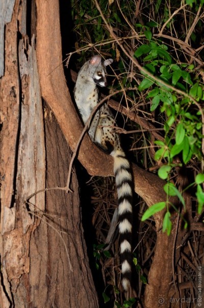Акуна матата — дубль два. Кения в сезон дождей. Часть 4