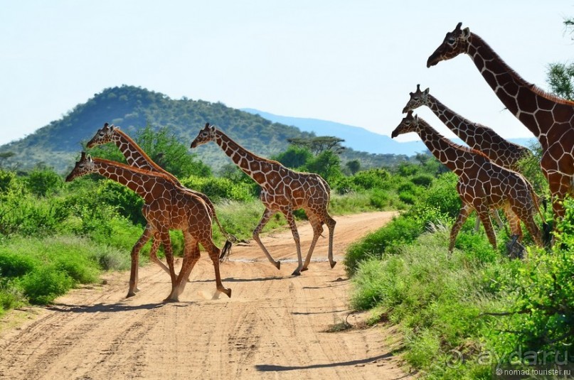 Акуна матата — дубль два. Кения в сезон дождей. Часть 4