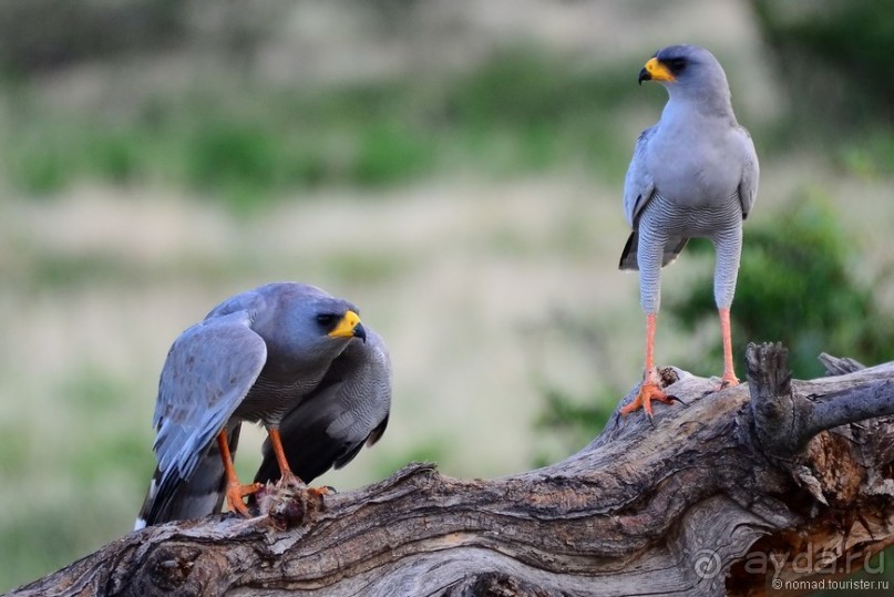 Акуна матата — дубль два. Кения в сезон дождей. Часть 4