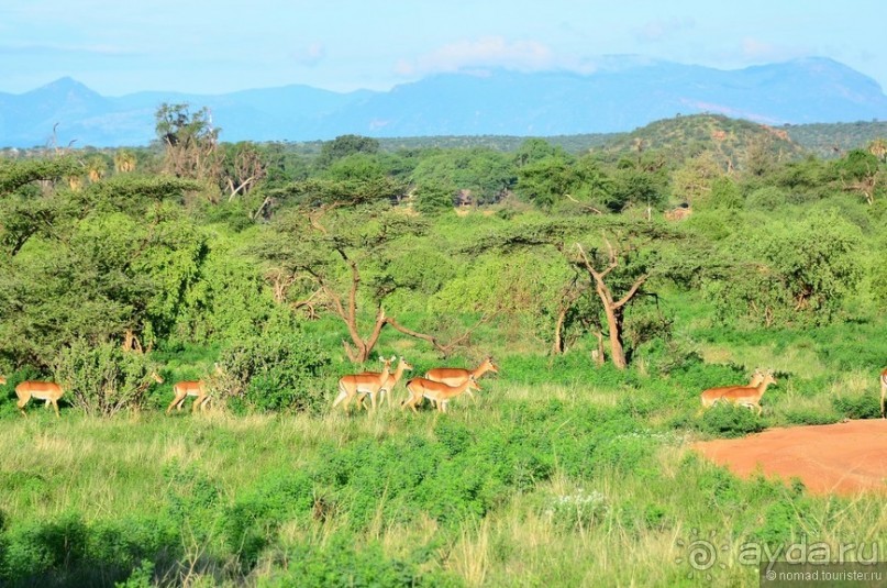 Акуна матата — дубль два. Кения в сезон дождей. Часть 4