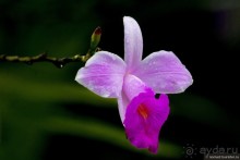 Pura vida по-костарикански. Часть 1