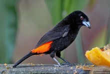 Pura vida по-костарикански. Часть 1